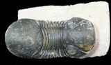 Paralejurus Trilobite Fossil - Foum Zguid, Morocco #53535-1